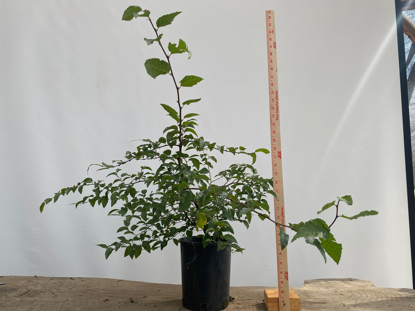 Korean Hornbeam in a 1 gallon pot (CKG-03)