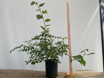 Korean Hornbeam in a 1 gallon pot (CKG-03)