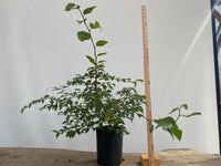 Korean Hornbeam in a 1 gallon pot (CKG-02)