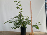 Korean Hornbeam in a 1 gallon pot (CKG-02)