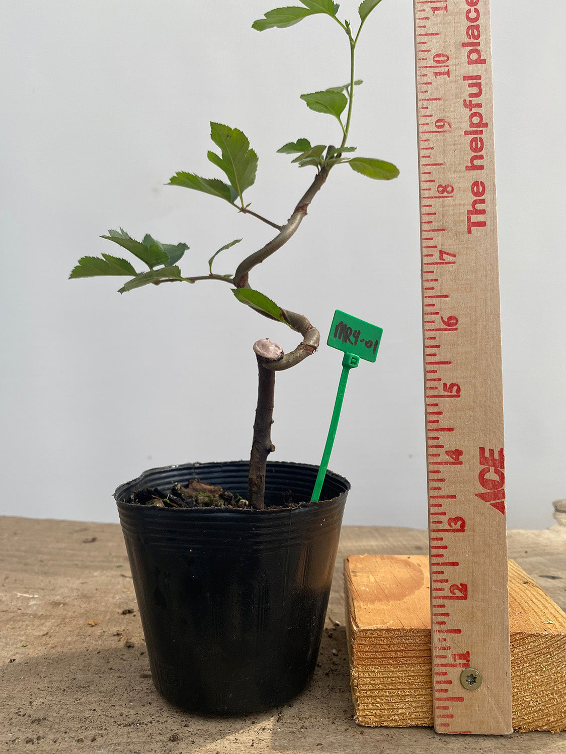 Sargent root cutting in a 4" pot (MR4-01)