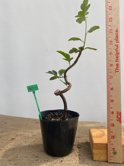 Sargent root cutting in a 4" pot (MR4-01)