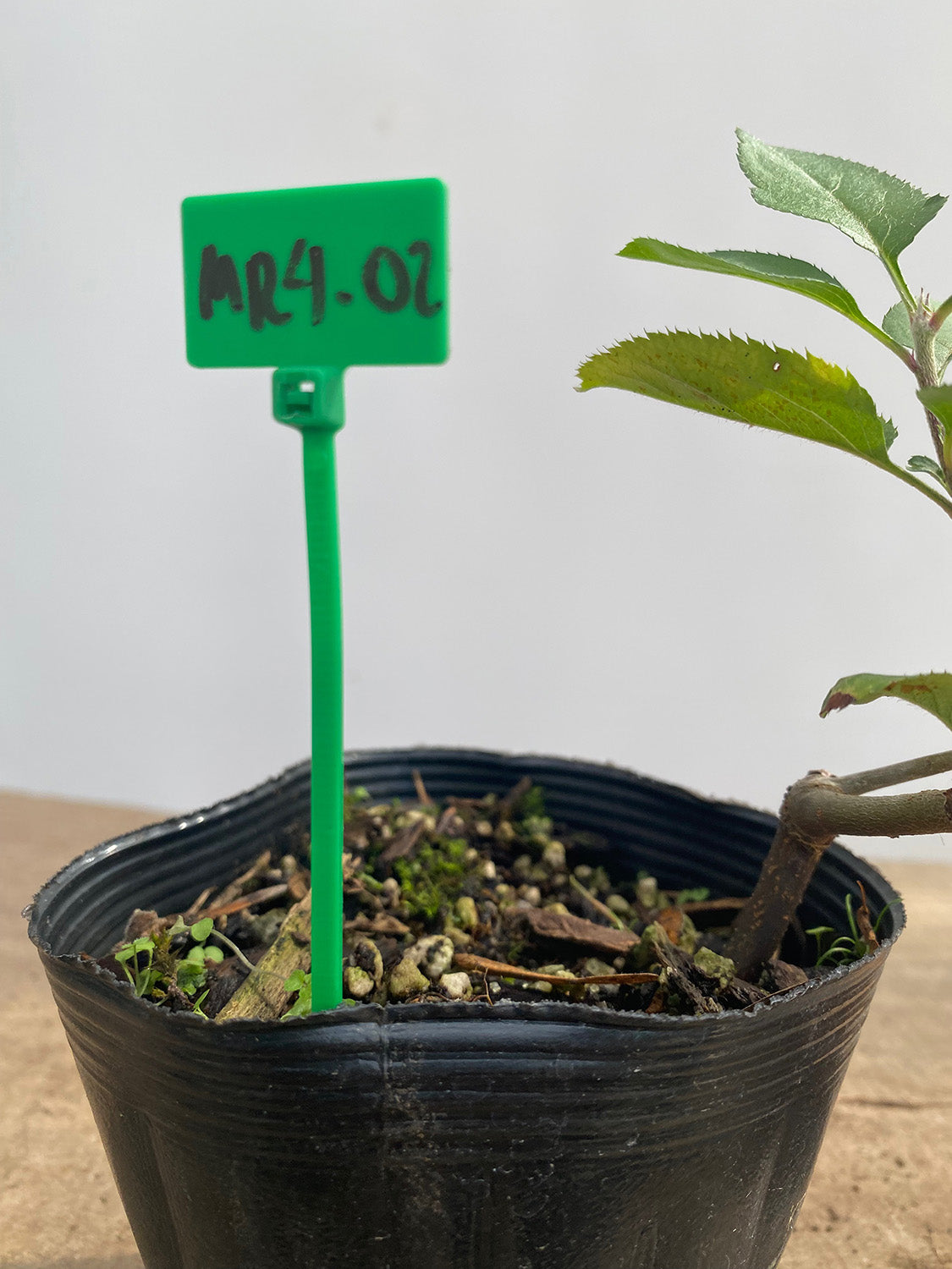 Sargent Crabapple root cutting in a 4" pot (MR4-02)
