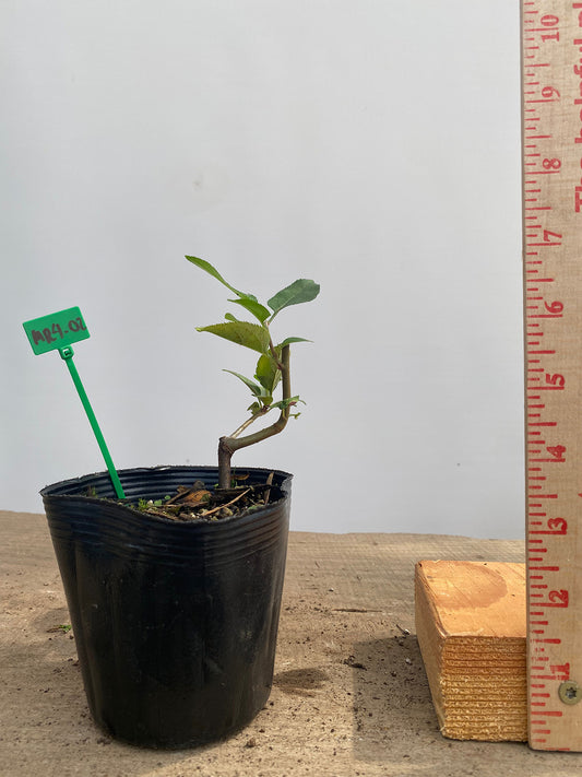 Sargent Crabapple root cutting in a 4" pot (MR4-02)