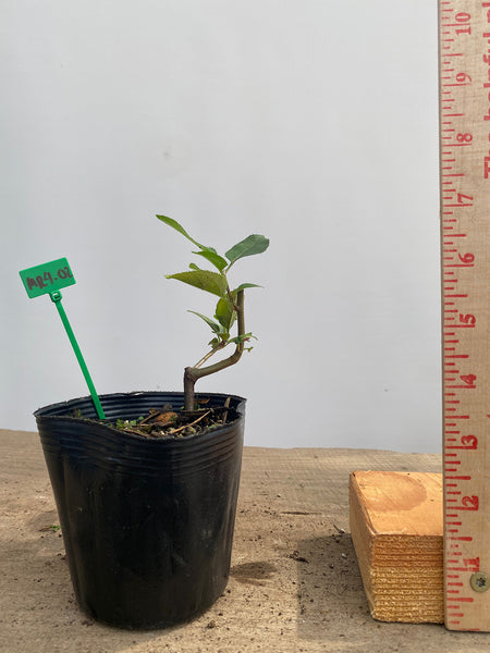 Sargent Crabapple root cutting in a 4" pot (MR4-02)