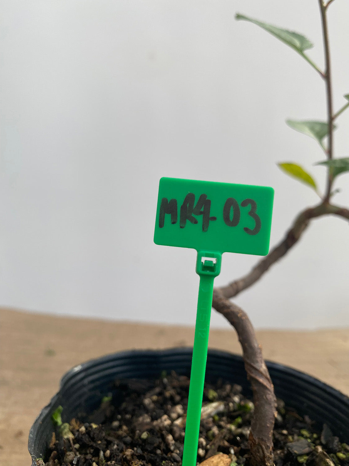 Sargent Crabapple root cutting in a 4" pot (MR4-03)