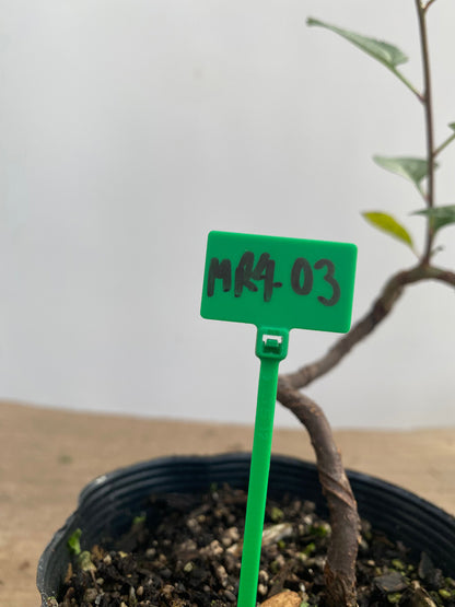 Sargent Crabapple root cutting in a 4" pot (MR4-03)