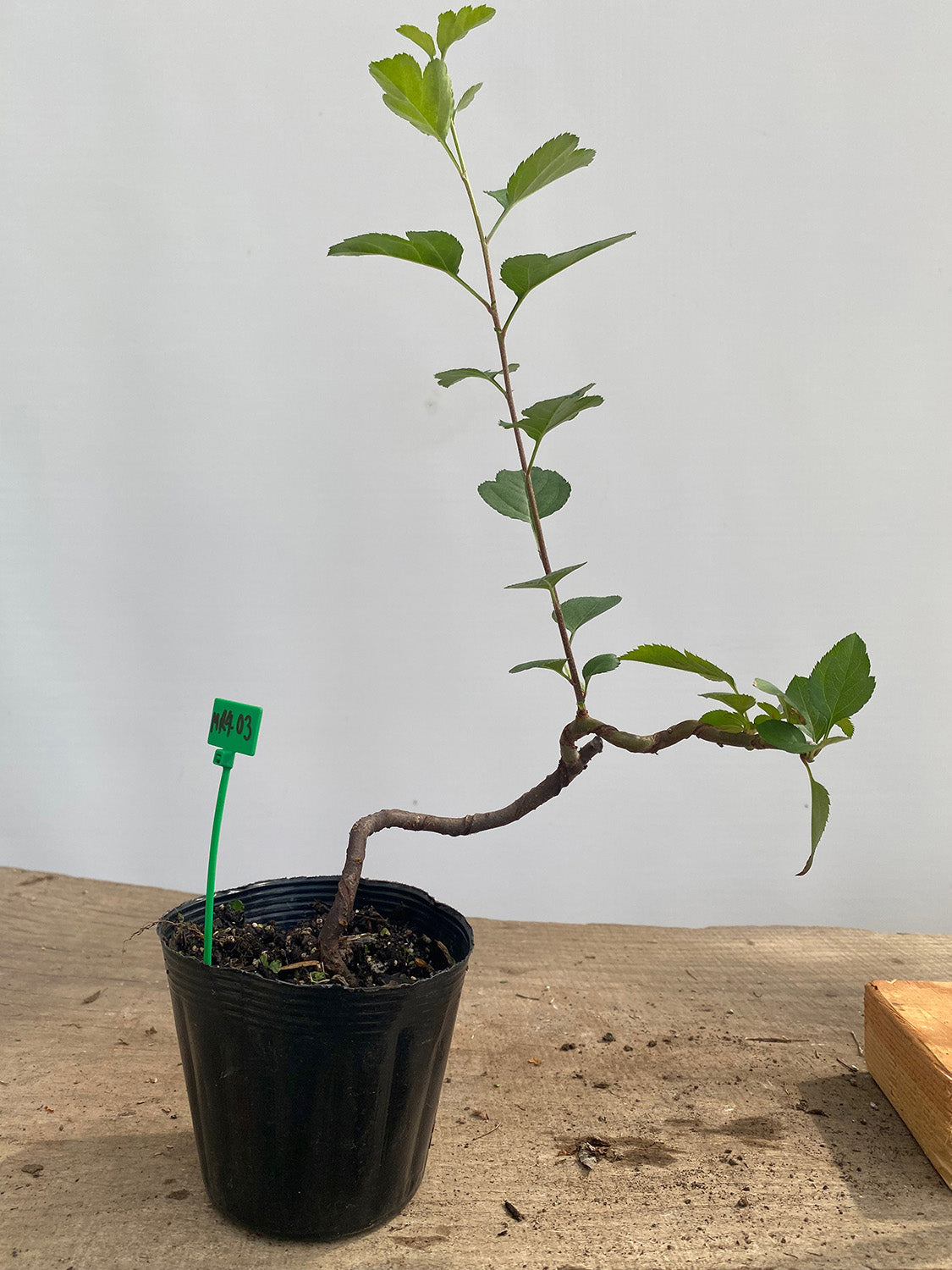 Sargent Crabapple root cutting in a 4" pot (MR4-03)