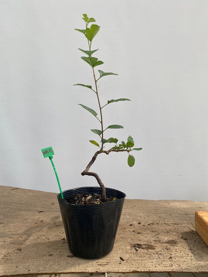 Sargent Crabapple root cutting in a 4" pot (MR4-03)