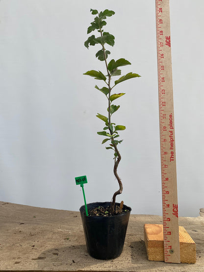 SargentCrabapple root cutting in a 4" pot (MR4-04)