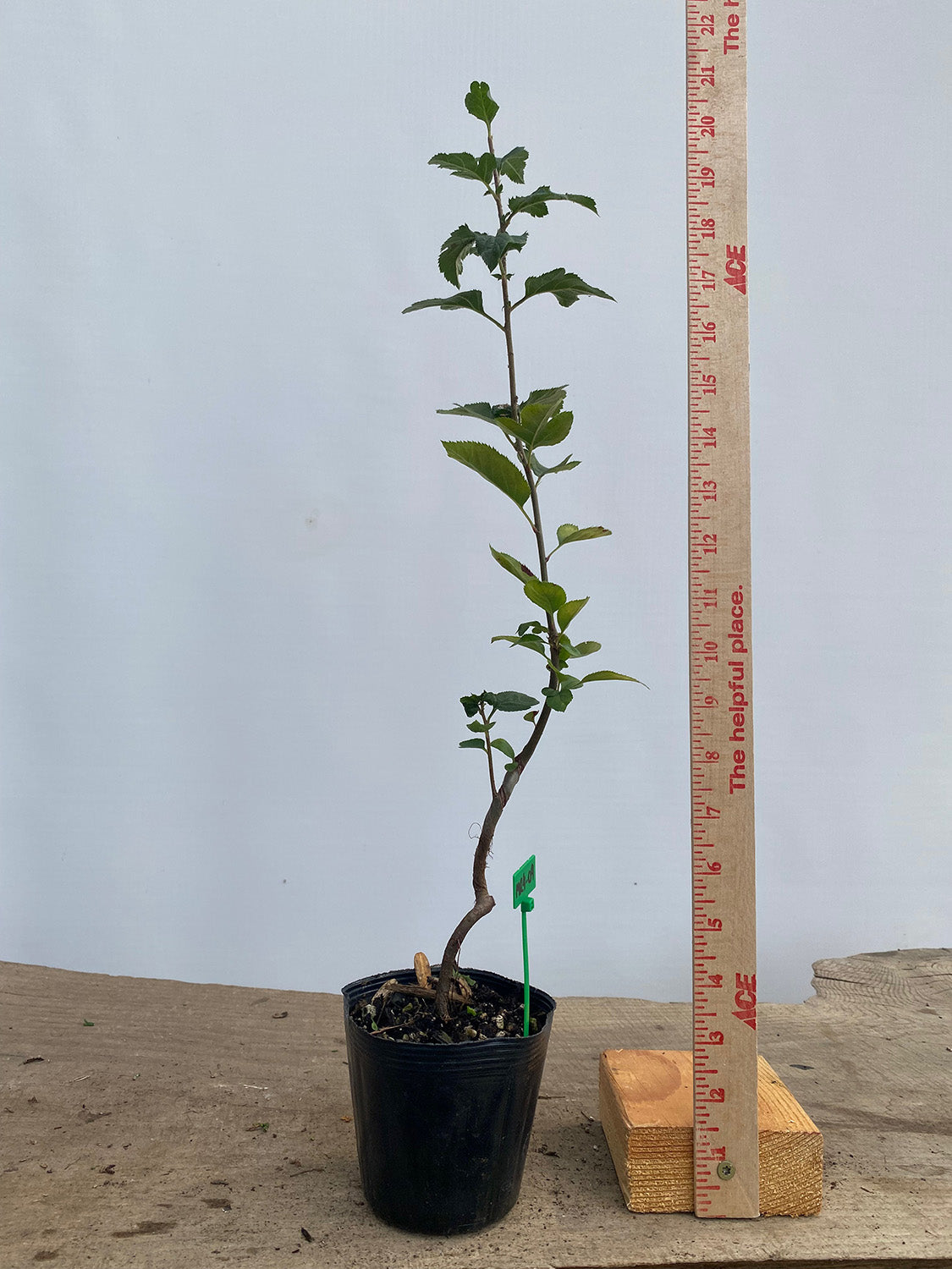 SargentCrabapple root cutting in a 4" pot (MR4-04)