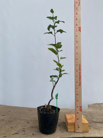 SargentCrabapple root cutting in a 4" pot (MR4-04)