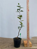 SargentCrabapple root cutting in a 4" pot (MR4-04)