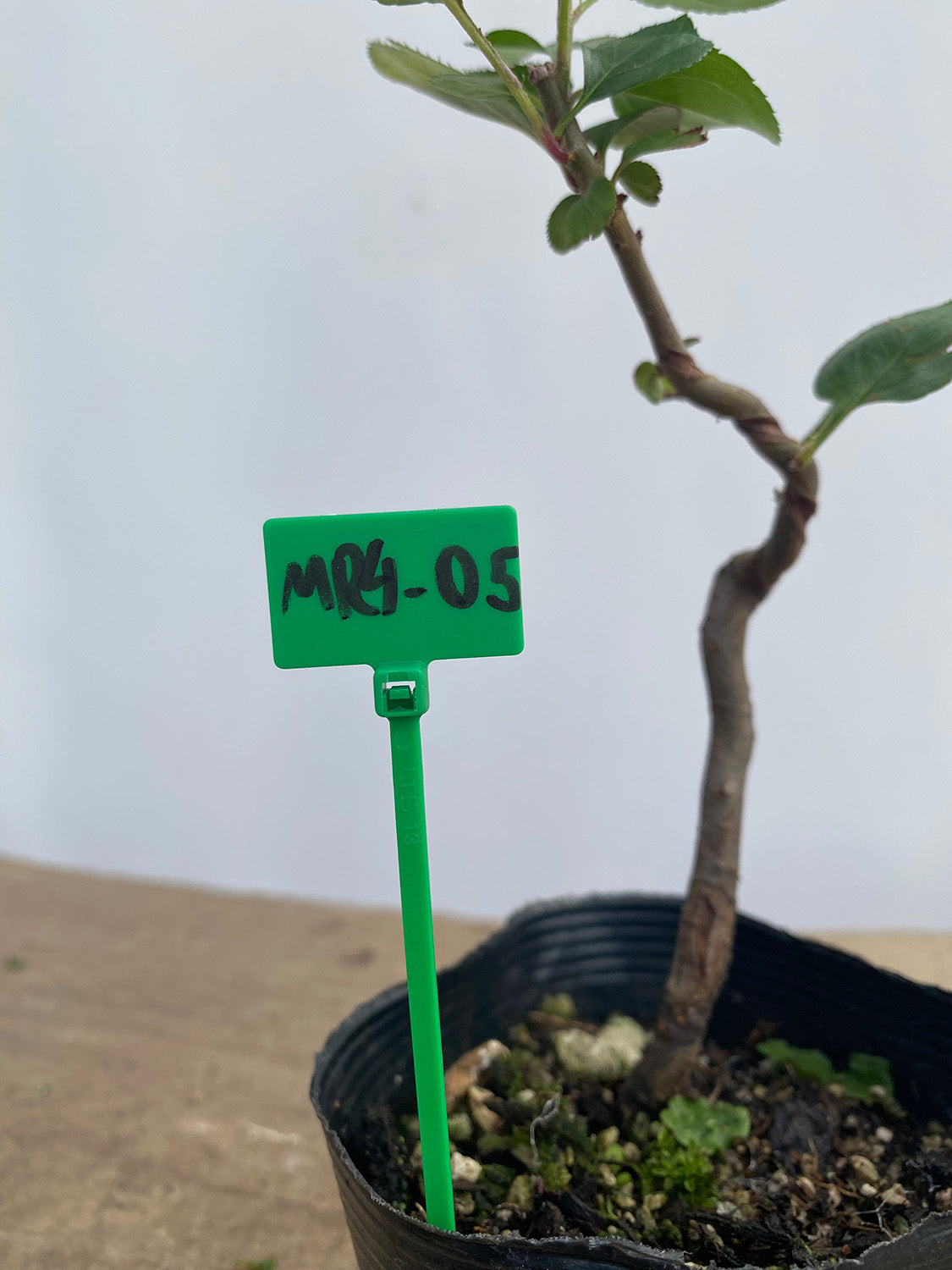 Sargent Crabapple in a 4" pot (MR4-05)