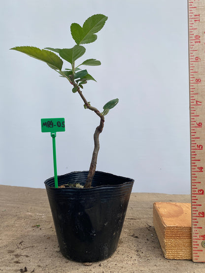 Sargent Crabapple in a 4" pot (MR4-05)