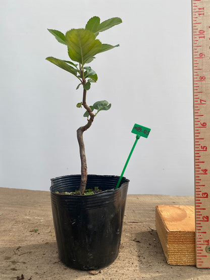 Sargent Crabapple in a 4" pot (MR4-05)
