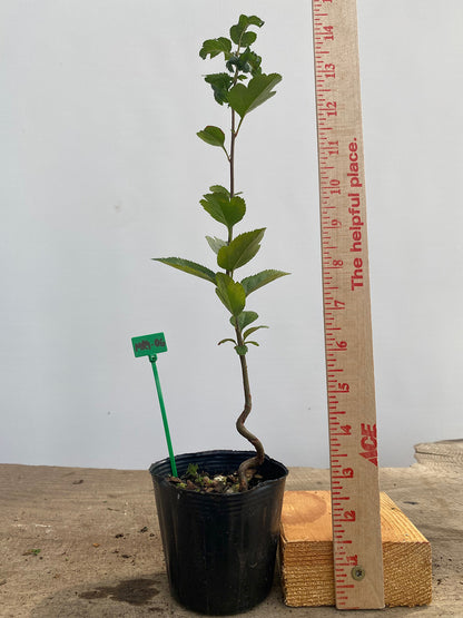 Sargent Crabapple in a 4" pot (MR4-06)