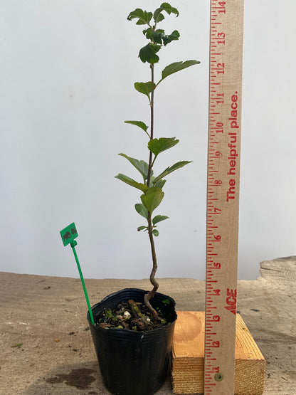Sargent Crabapple in a 4" pot (MR4-06)