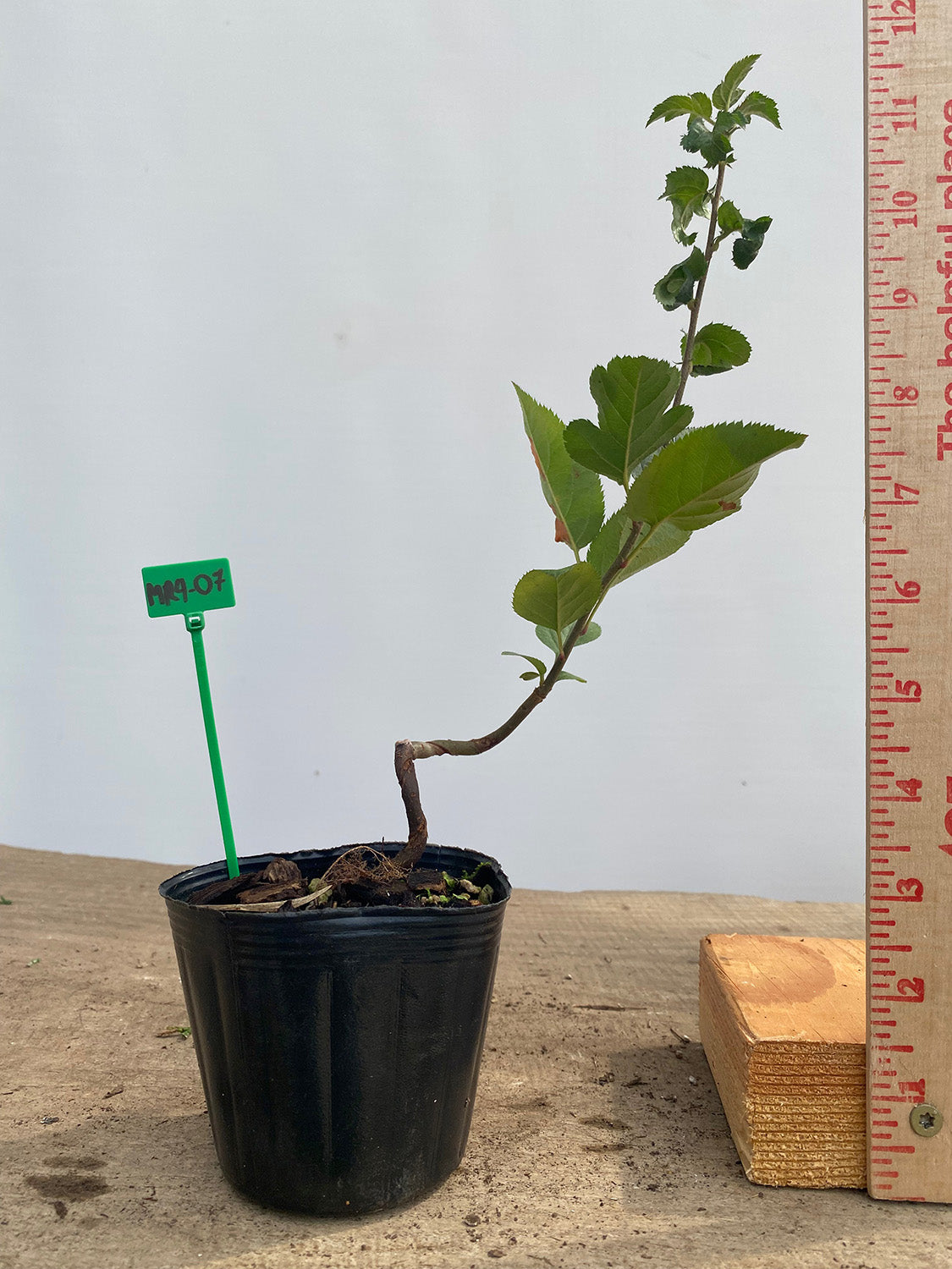 Sargent Crabapple in a 4" pot (MR4-07)