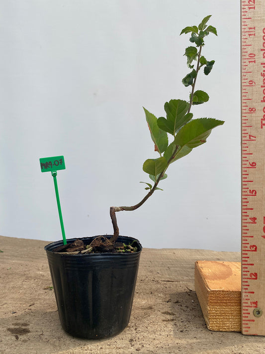 Sargent Crabapple in a 4" pot (MR4-07)