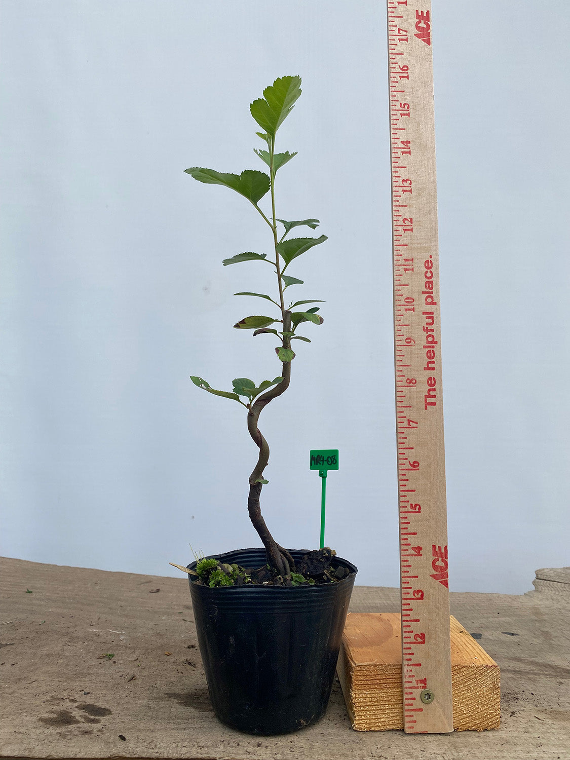 Sargent Crabapple in a 4" pot (MR4-08)