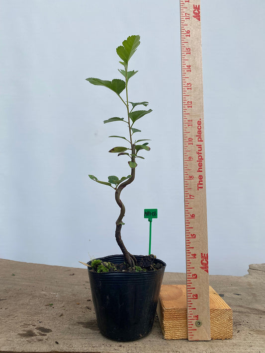 Sargent Crabapple in a 4" pot (MR4-08)