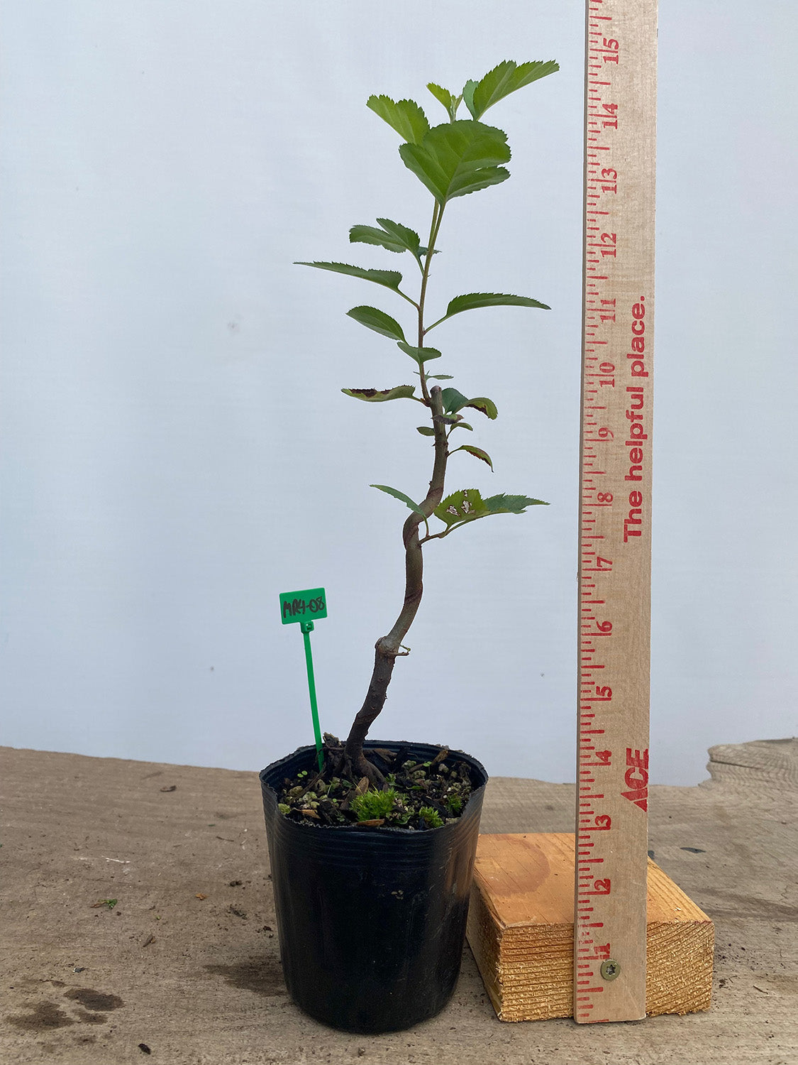 Sargent Crabapple in a 4" pot (MR4-08)