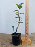 Sargent Crabapple in a 4" pot (MR4-08)