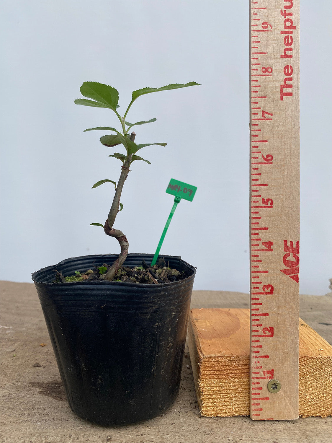 Sargent Crabapple in a 4" pot (MR4-09)