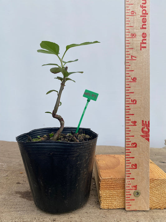 Sargent Crabapple in a 4" pot (MR4-09)