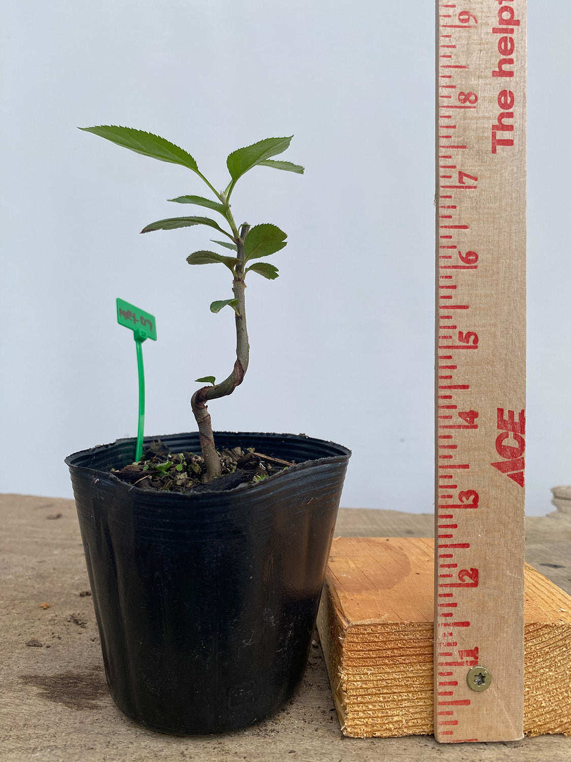 Sargent Crabapple in a 4" pot (MR4-09)