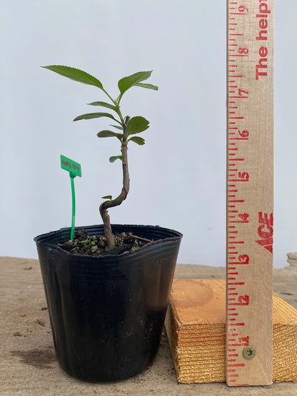 Sargent Crabapple in a 4" pot (MR4-09)