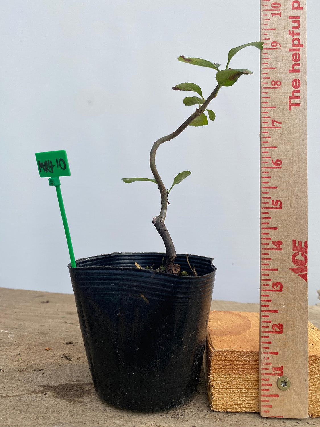 Sargent Crabapple in a 4" pot (MR4-10)