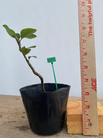 Sargent Crabapple in a 4" pot (MR4-11)