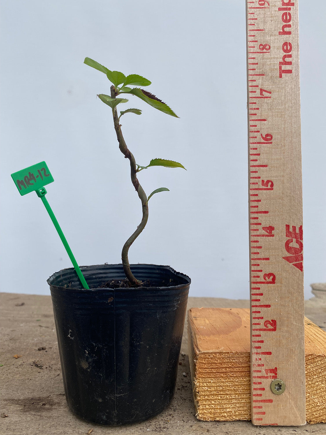 Sargent Crabapple in a 4" pot (MR4-12)