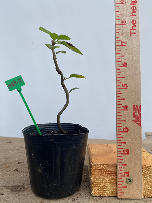Sargent Crabapple in a 4" pot (MR4-12)