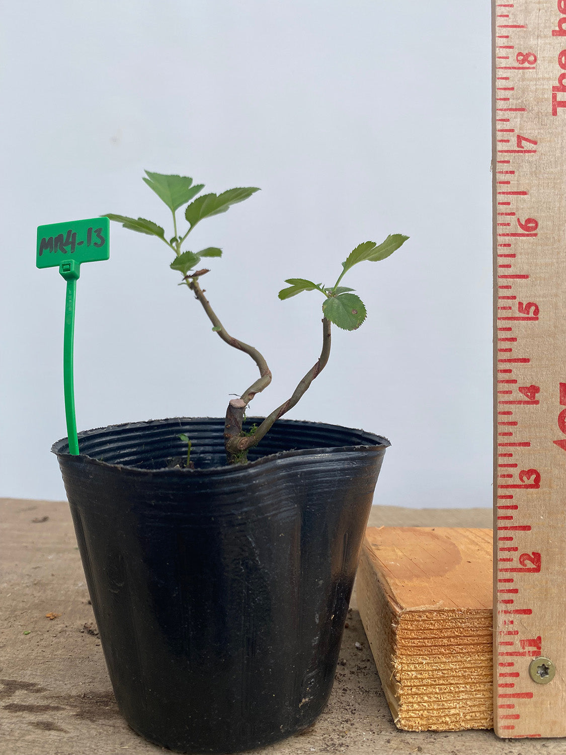 Sargent Crabapple in a 4" pot (MR4-13)