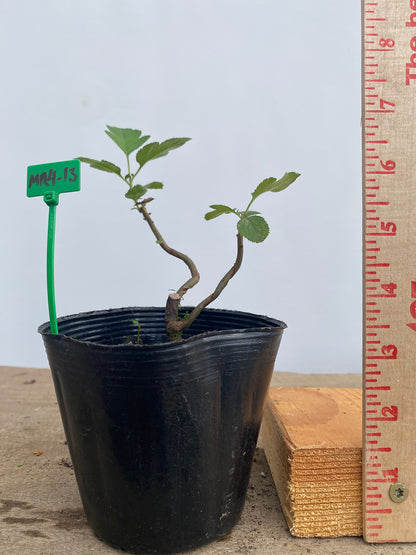 Sargent Crabapple in a 4" pot (MR4-13)