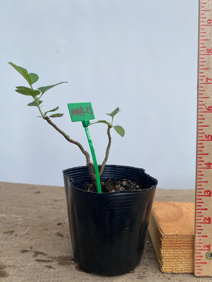 Sargent Crabapple in a 4" pot (MR4-13)