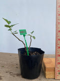 Sargent Crabapple in a 4" pot (MR4-13)