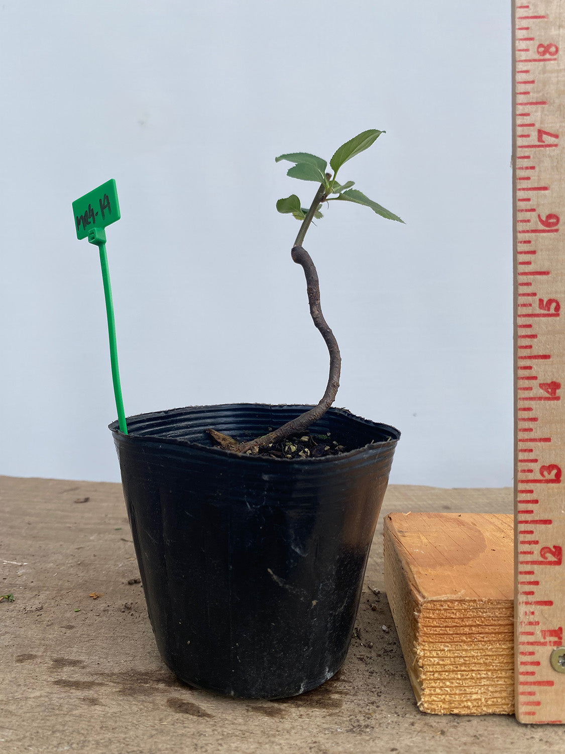 Sargent Crabapple in a 4" pot (MR4-14)