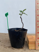 Sargent Crabapple in a 4" pot (MR4-14)