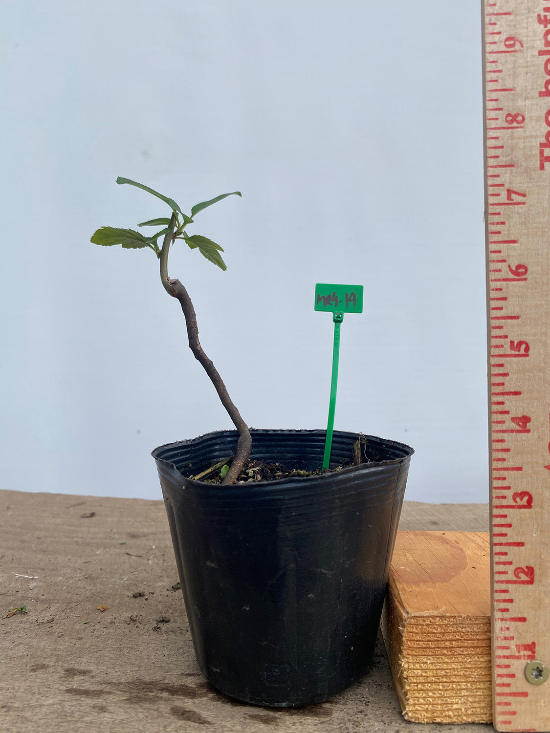 Sargent Crabapple in a 4" pot (MR4-14)