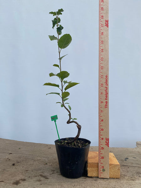 Sargent Crabapple in a 4" pot (MR4-15)