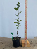 Sargent Crabapple in a 4" pot (MR4-15)