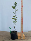 Sargent Crabapple in a 4" pot (MR4-15)