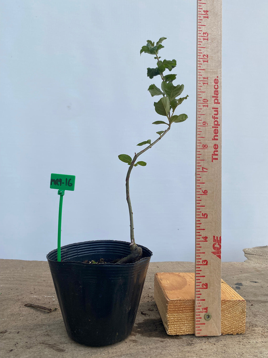 Sargent Crabapple in a 4" pot (MR4-16)