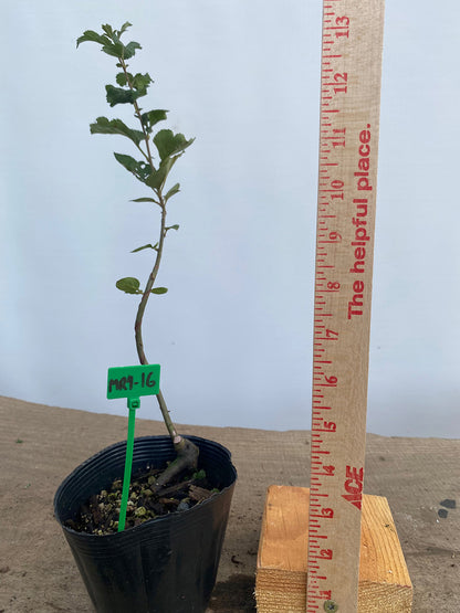 Sargent Crabapple in a 4" pot (MR4-16)