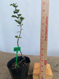 Sargent Crabapple in a 4" pot (MR4-16)