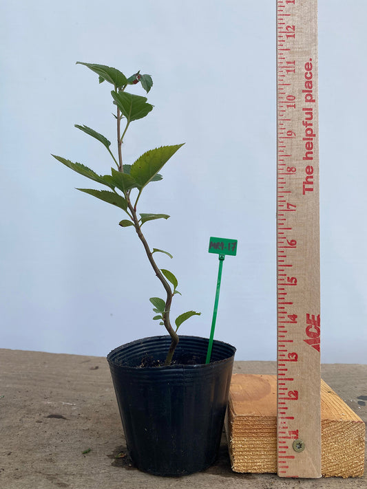 Sargent Crabapple in a 4" pot (MR4-17)